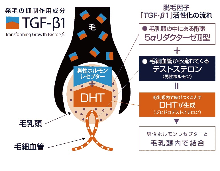 発育の抑制作用成分