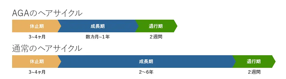 毛髪のライフサイクル