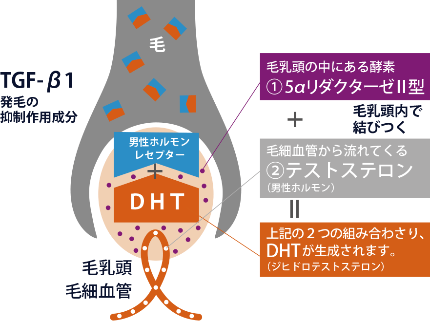ジヒドロテストステロン（DHT）