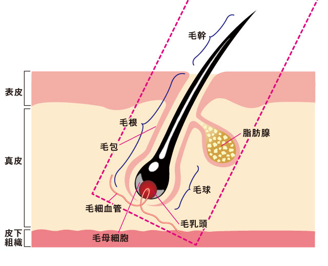 毛包・皮膚組織の断面図