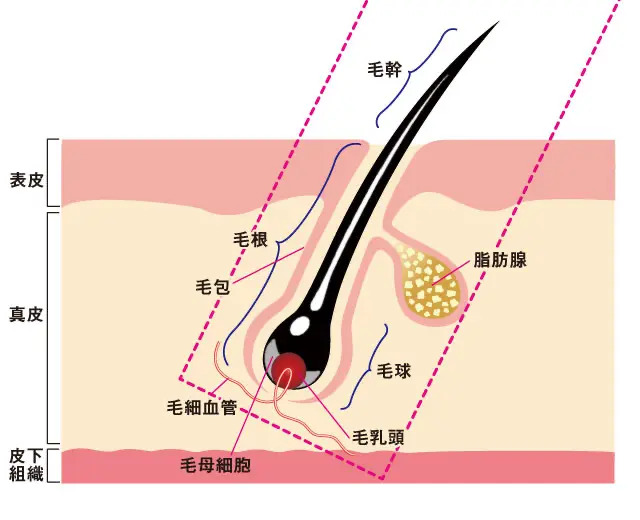 採取する毛髪組織の断面図