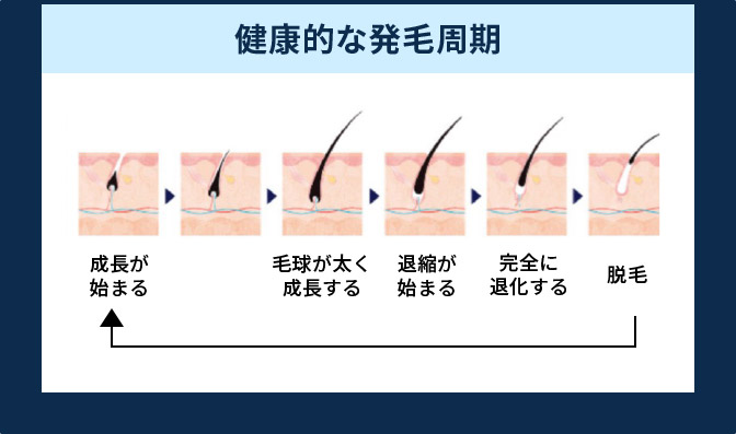 健康的な発毛周期