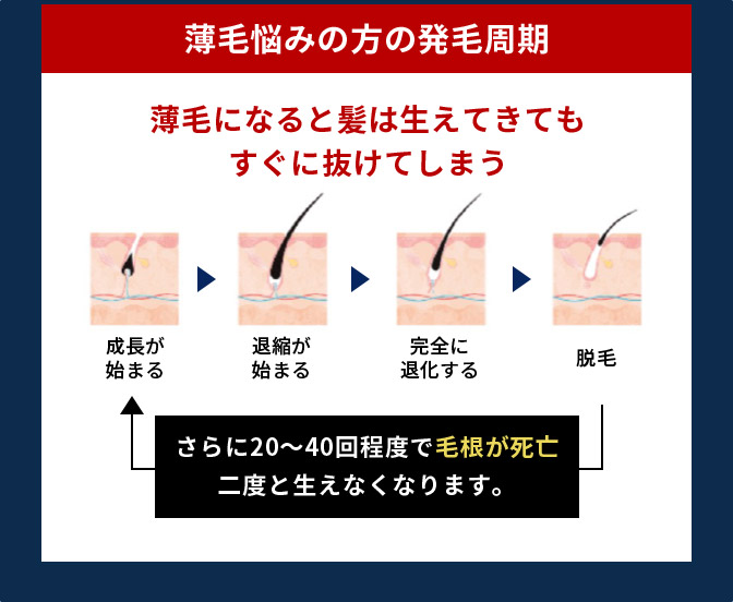 薄毛悩みの方の発毛周期 薄毛になると髪は生えてきてもすぐに抜けてしまう